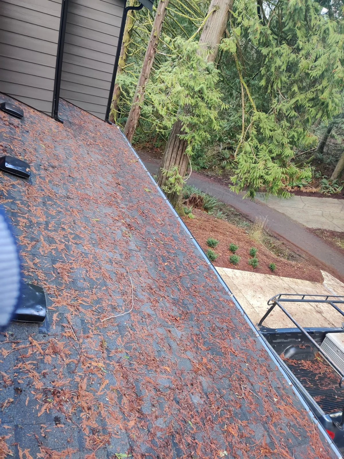 Residential roof surface covered with Northwest tree debris before maintenance and cleaning